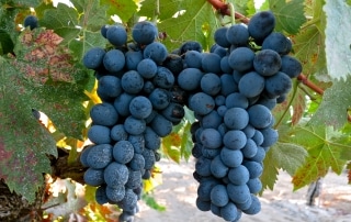 Bechthold vineyard