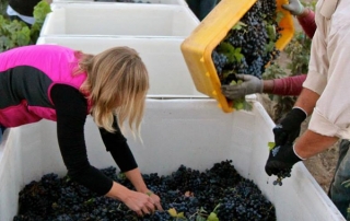 onesta wine harvest 2014