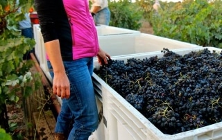 harvesting and bottling 2014