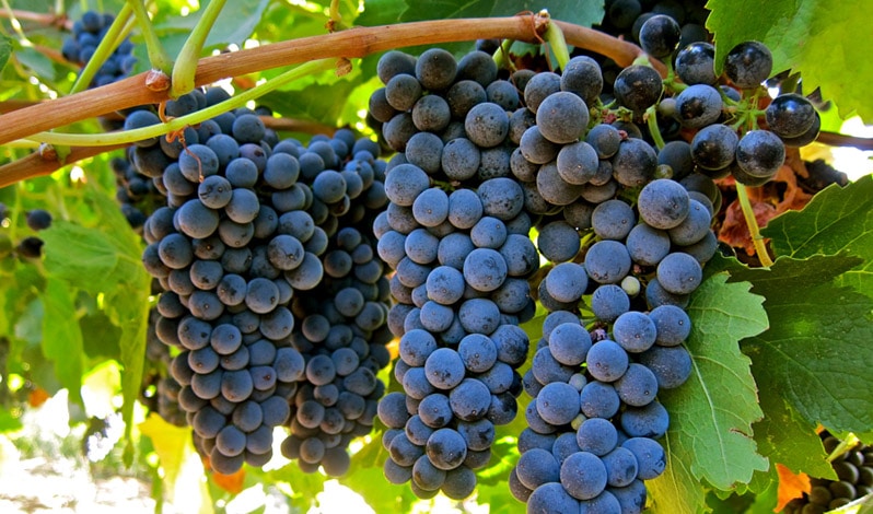 petite syrah grapes