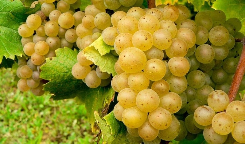 rhone wine berries in California
